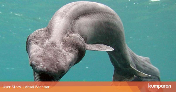  Binatang  Purba  Muncul dari Dasar Laut  Portugal kumparan com
